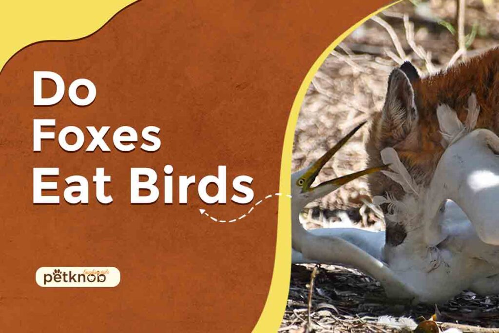 Do Foxes Eat Birds? (Types, Hunt, Benefits & Risk) 2023