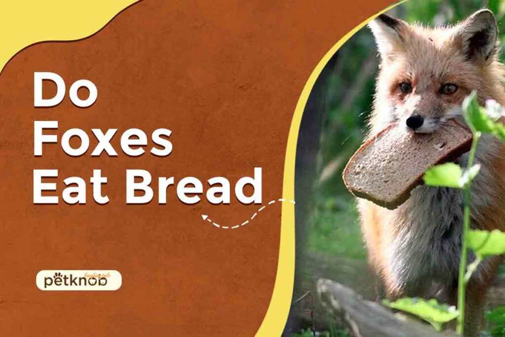do foxes eat bread