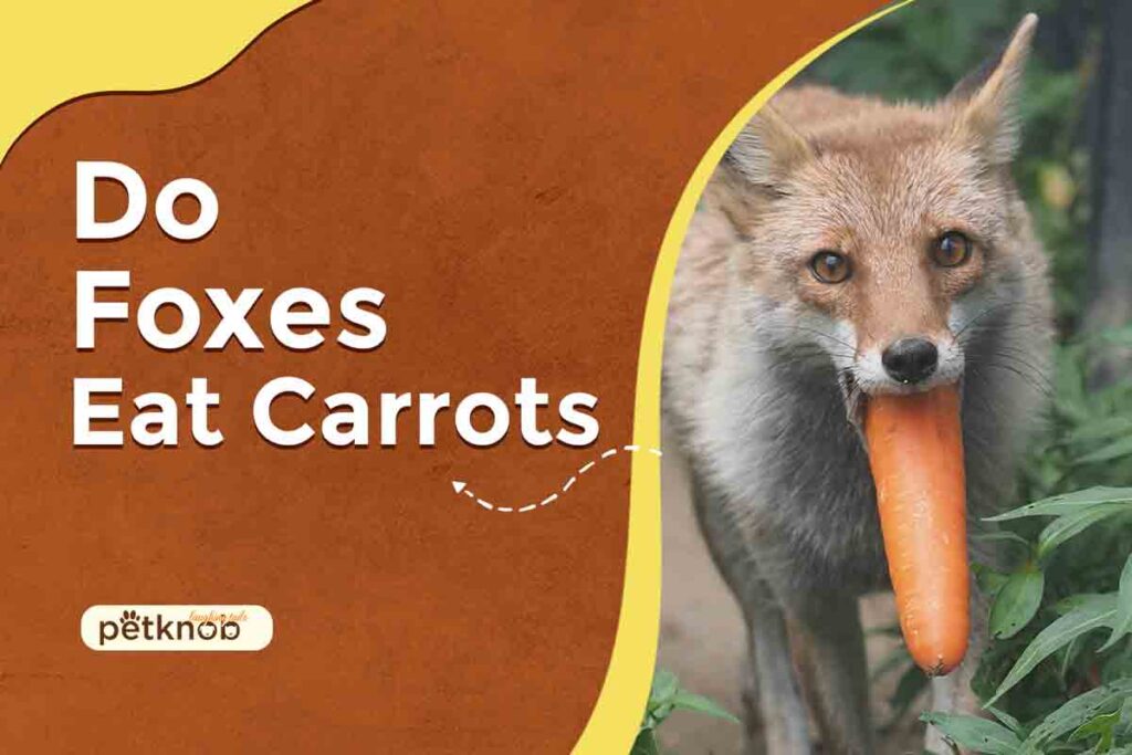 Do Foxes Eat Carrots? (Benefits & Risks & How To Feed)