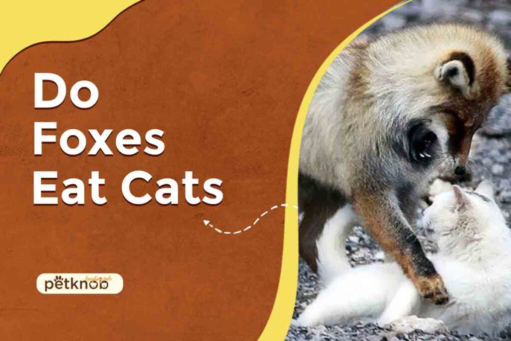 Do Foxes Eat Cats? (Along Keep Cat Safe) 2023