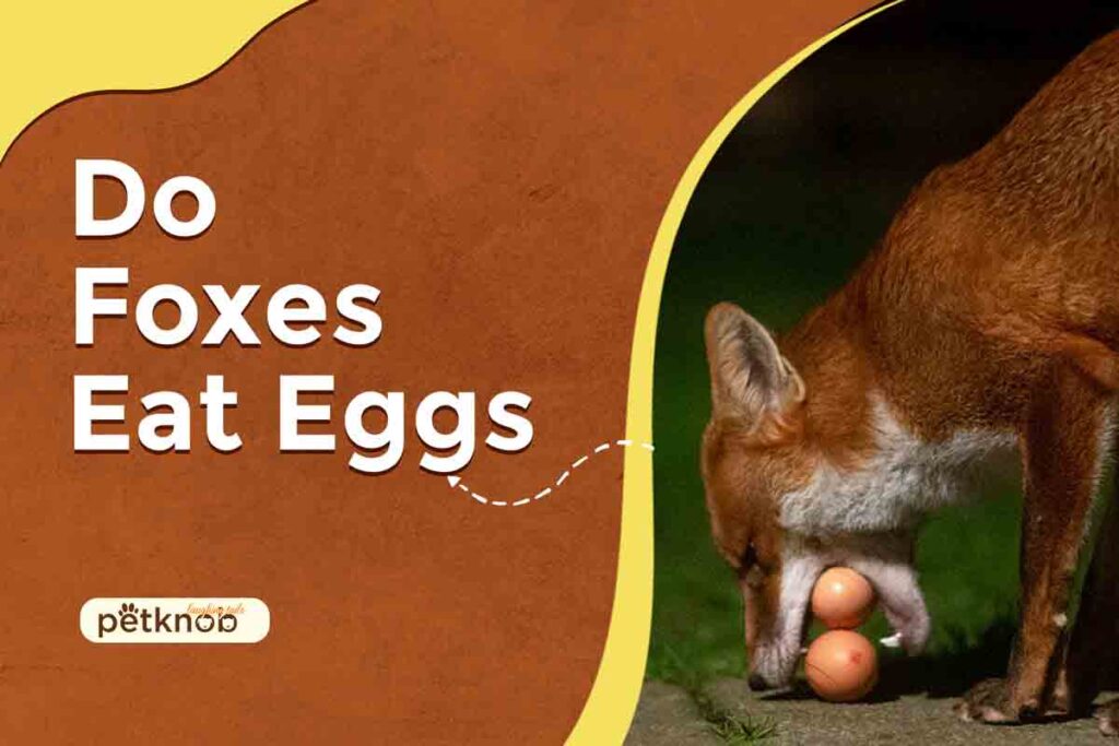 do foxes eat eggs