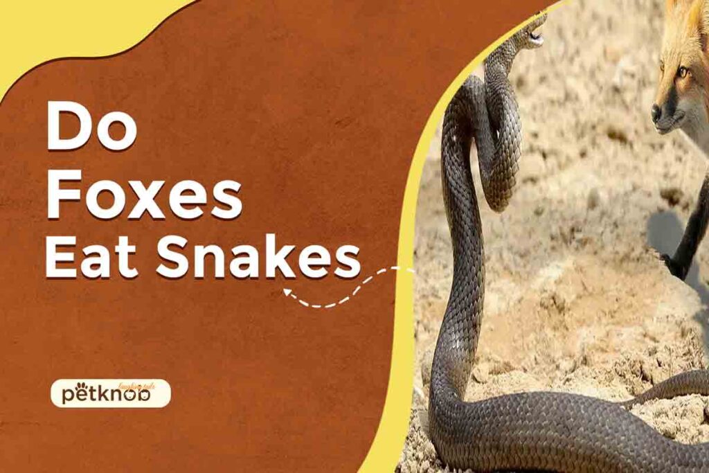 Do Foxes Eat Snakes? (Hunting + Poisonous Detection) 2023