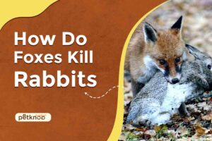How Do Foxes Kill Rabbits (Understand Hunt & Predatory)