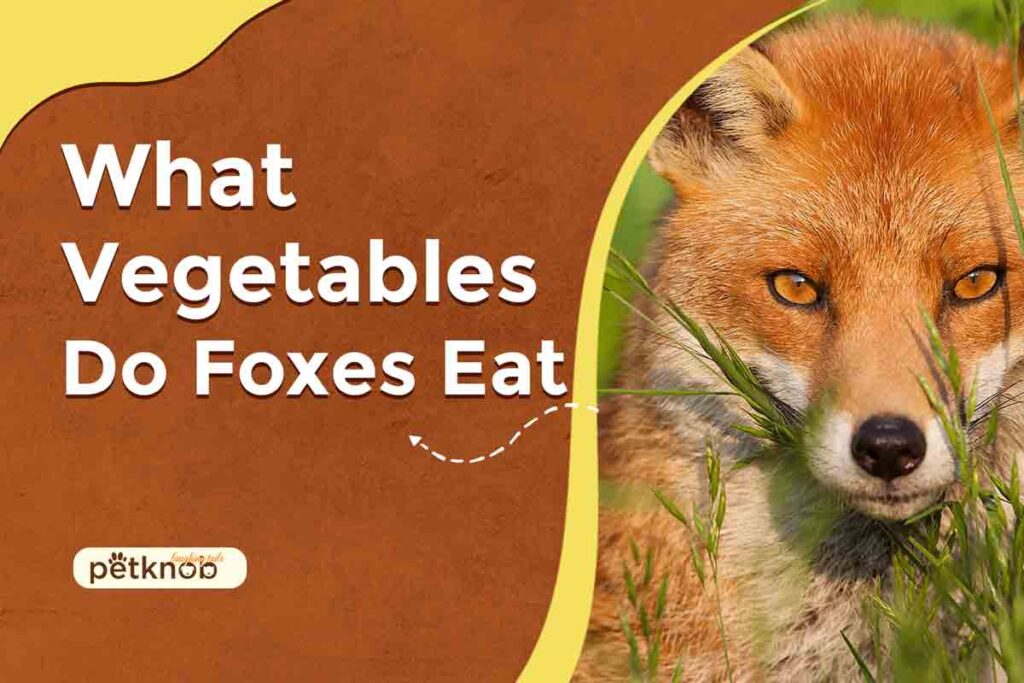 What Vegetables Do Foxes Eat? (Benefits & Risks) 2023
