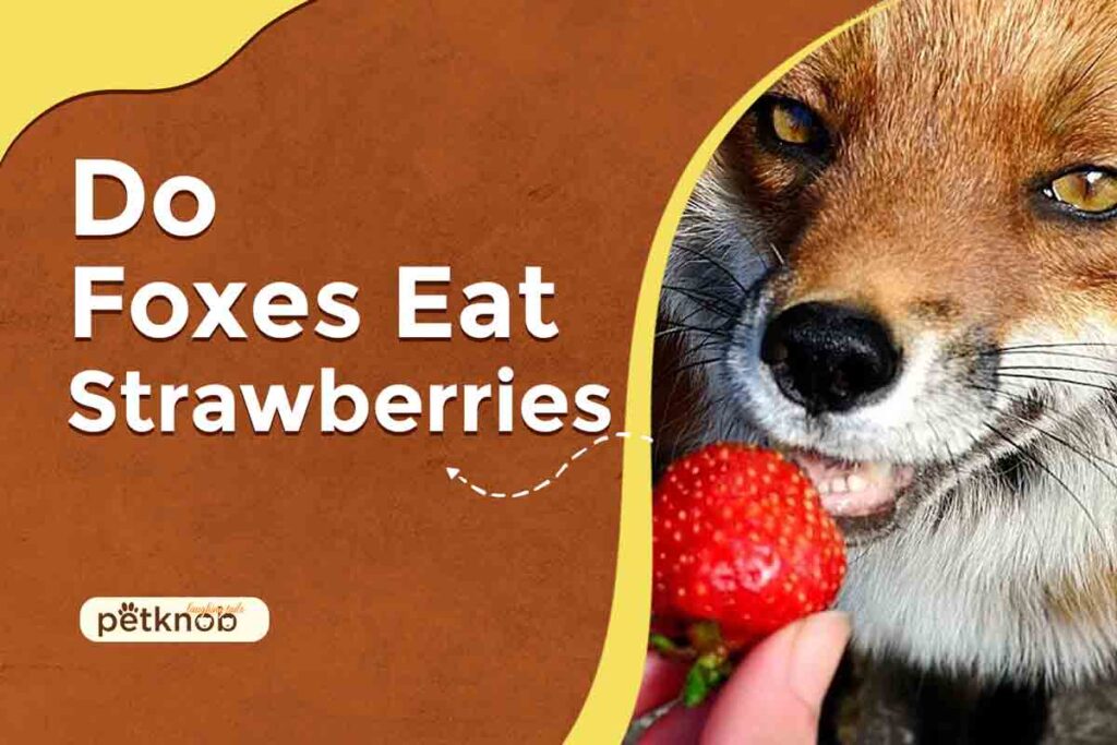 Can Foxes Eat Strawberries? (Nutritional, Risks & Benefits)