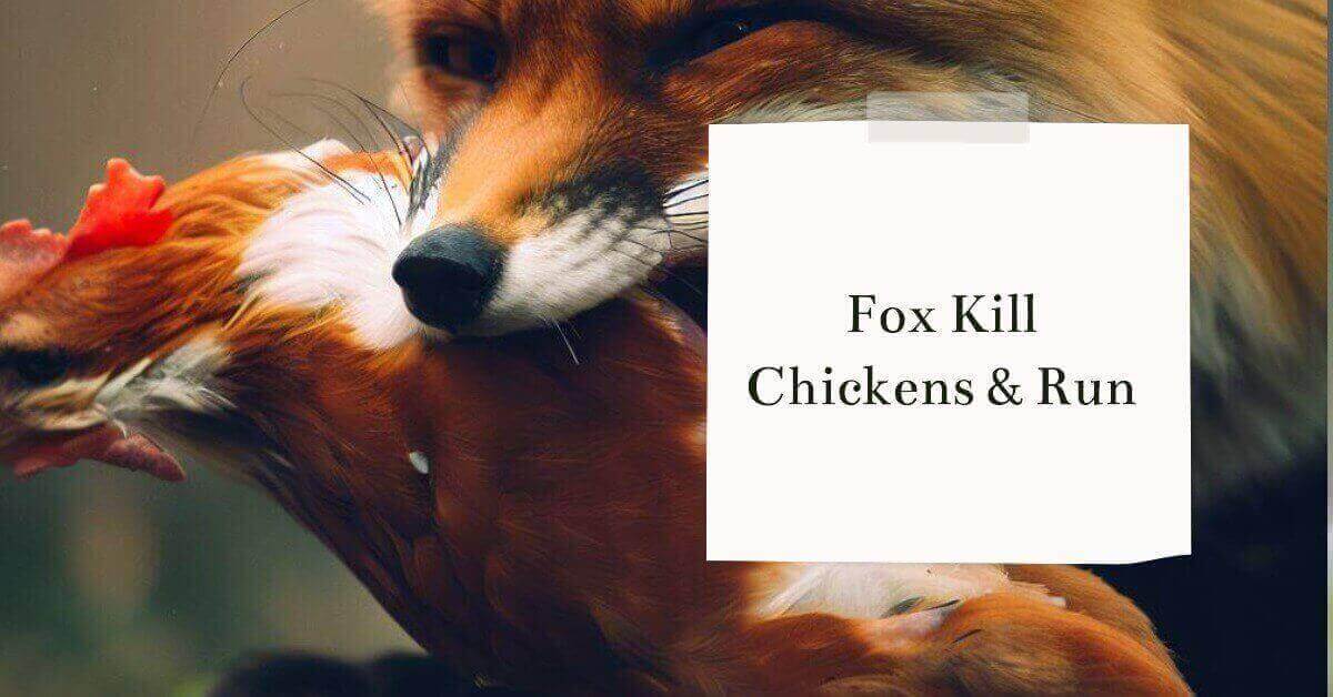 Why Do Foxes Kill Chickens and Leave Them? (Prevention)
