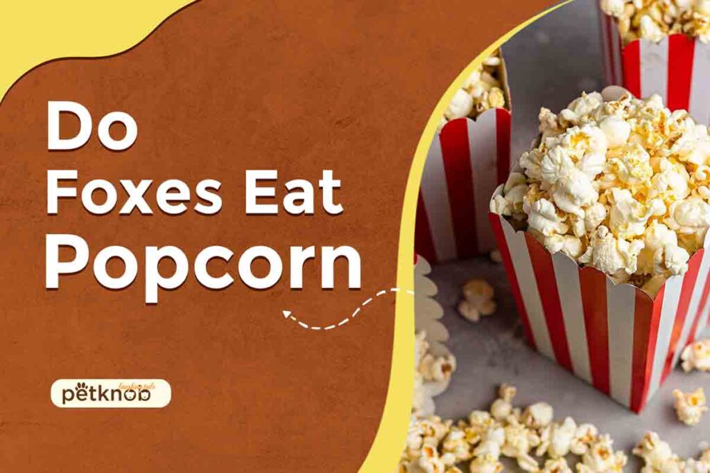 Can Foxes Eat Popcorn? (Benefits & Risks 2023)