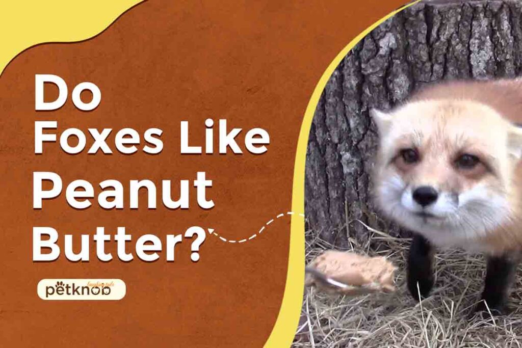 Do foxes like peanut butter