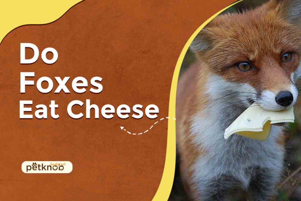 Do Foxes Eat Cheese & Butter? (Benefits & Risks) 2023