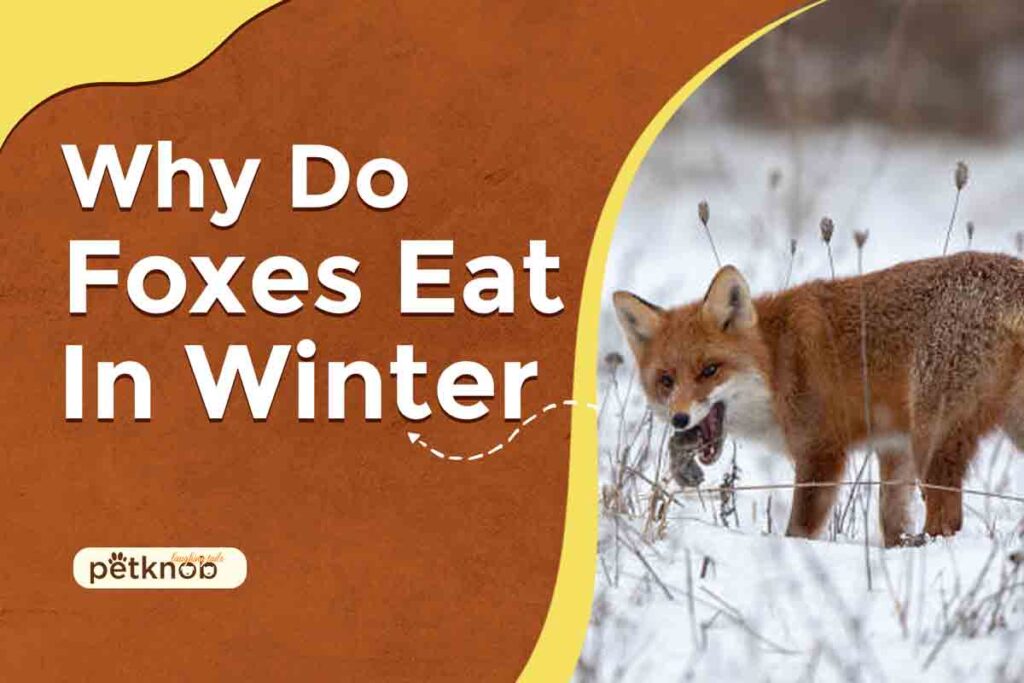 What Do Foxes Eat in the Winter? (Factors in 2023)
